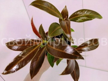Фикус Elastica Melany 1 (3)